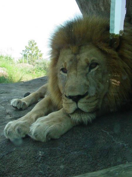 zoo
